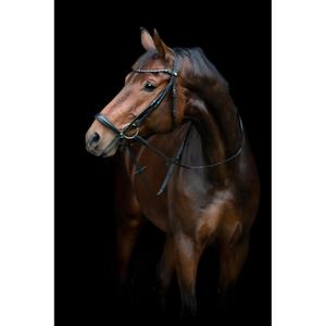 506353001-reitgebiss-mit-abfallendem-nasenriemen-horseguard-cryll-25-2-schwarz