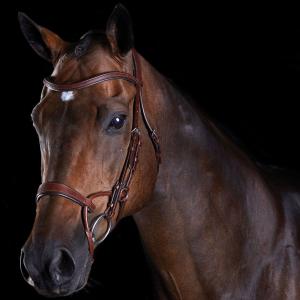 816079-818444-trainingszaumzeug-reiten-fur-pferde-weatherbeeta-collegiate-comfitec-braun